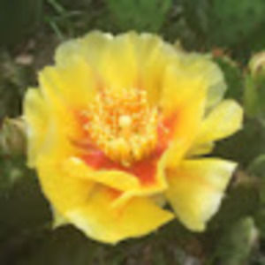 Meet your Posher, Sofia